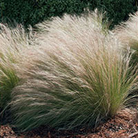 Frö till Tuvtåtel 'Goldschleier'