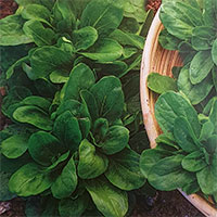 Frö till Vårklynne 'Gala'