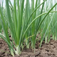 Salladslök 'Witte van Lissabon', ekologisk