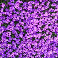 Frö till Aubrietia 'Purple Cascade'