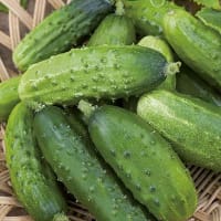 Frö till Gurka 'Krak' F1