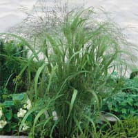 Frö till Kärleksgräs