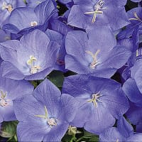 Karpaterklocka 'Blue'