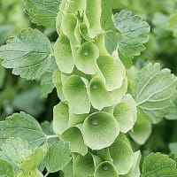 Musselsyska 'Bells of Ireland'