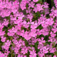 Sommarglim 'Sibella Carmine'