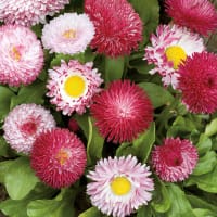 Frö till Tusensköna