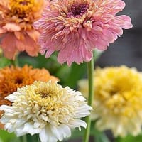 Zinnia 'Peaches & Cream'