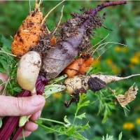 Illustrion av en rotfruktsmix