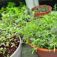 Mix med sallat- och bladgrönsaker