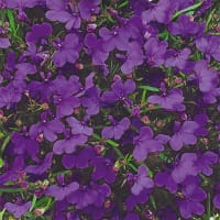 Frö till Hänglobelia