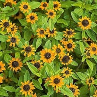 Husarknappar 'Orange'