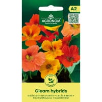 Indiankrasse 'Gleam Hybrids'