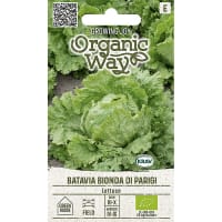 Isbergsallat 'Biona di parigi', ekologisk