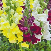 Lejongap 'Brighton rock'