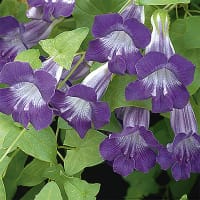 Lejongapsranka 'Violet'