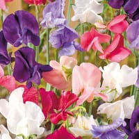 Luktärt 'Old Spice Mix'