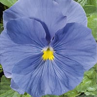 Pensé 'Clear Crystals light blue'