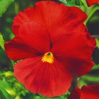 Pensé 'Clear Crystals Scarlet'