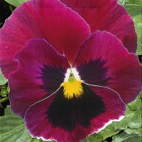 Pensé 'Clear Crystals wine red'