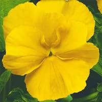 Pensé 'Coronation gold'