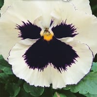 Frö till Pensé 'Silvrebrige'