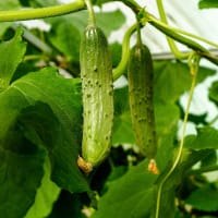 Plantering av gurkor, av wexthuset