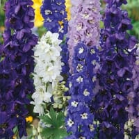 Trädgårdsriddarsporre 'Pacific Giants', mix