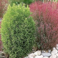 Röd sommarcypress 'Trichophylla'