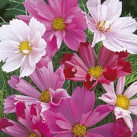 Frö till Rosenskära 