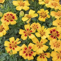 Sammetstagetes 'Naughty Marietta'