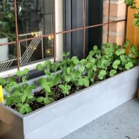 Sockerärt 'Norli', storpack