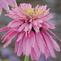 Solhatt 'Paradiso Super-Duper'