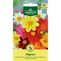 Sommardahlia 'Mignon', mix