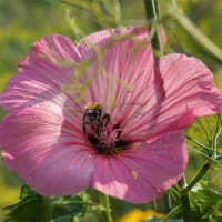 Sommarmalva 'Silver Cup'