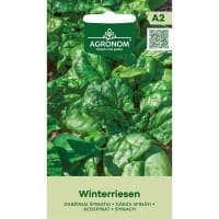 Frö till Spenat 'Winterriesen'