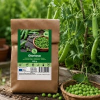 Märgärt 'Gloriosa', storpack