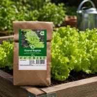 Plocksallat 'Grand Rapids', storpack