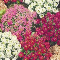 Frö till Strandkrassing 'Magic circles'