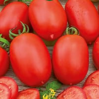 Frö till Tomat 'Roma VF'