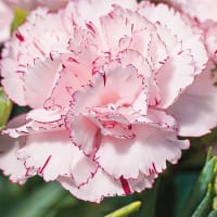 Trädgårdsnejlika 'Chabaud Benigna'