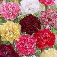 Trädgårdsnejlika 'Chabaud' Mix