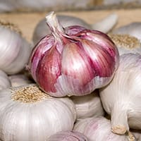 Vitlök 'Morado', sättvitlök för vårplantering