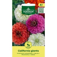 Zinnia ' California giants'