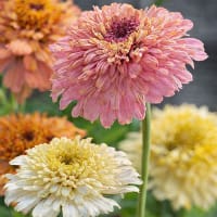 Zinnia 'Peaches & Cream' mixade färger