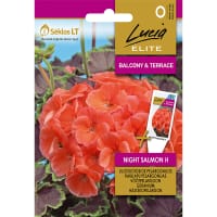 Zonalpelargon 'Night Salmon' F1