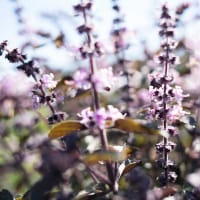 Basilika 'Magic Blue®' 