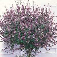 Basilika 'Magic Blue®' 