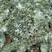 Eucalyptus 'Silver dollar' - Volmary