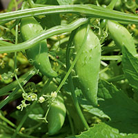 Frö till Korila 'Cornuti'