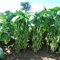 Frö till Sojaböna 'Dame Hanae'